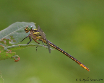 Stylurus laurae, female